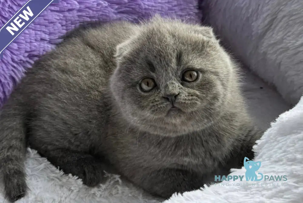 Taisia Scottish Fold female blue live animals