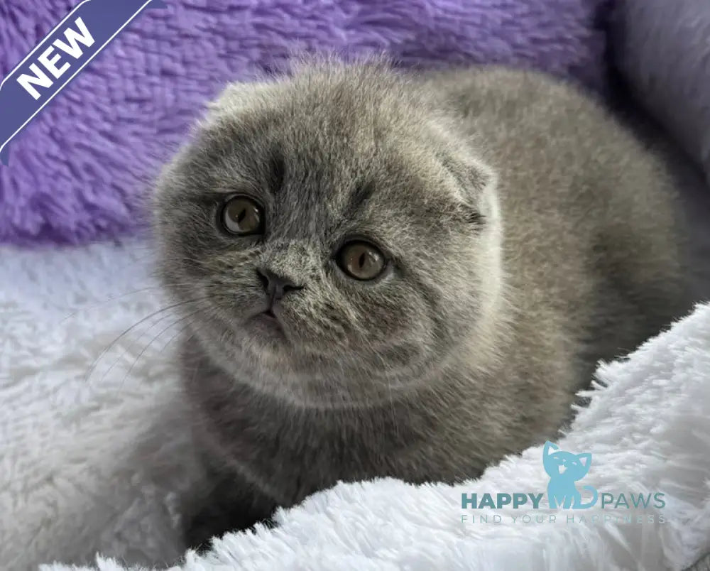 Taisia Scottish Fold female blue live animals