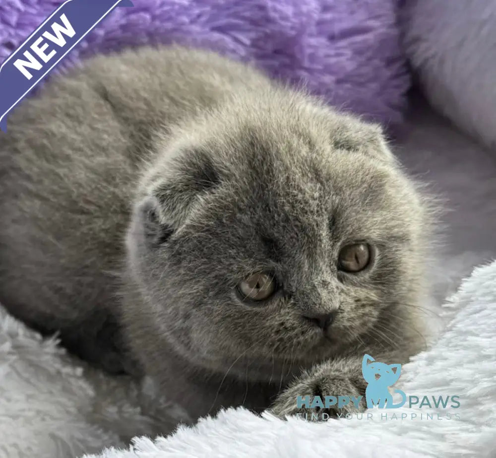 Taisia Scottish Fold female blue live animals