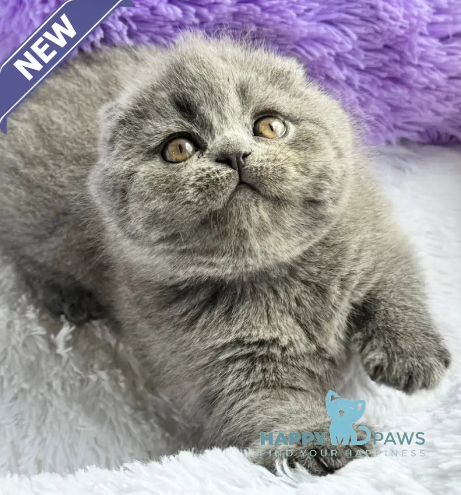 Taisia Scottish Fold female blue live animals