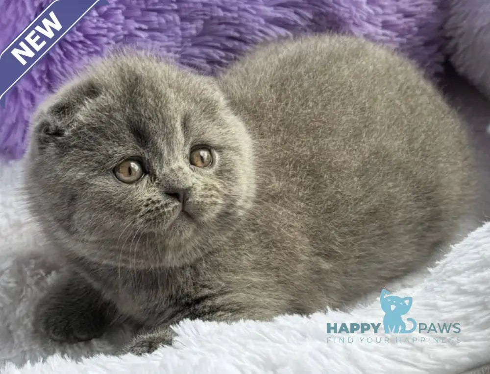 Taisia Scottish Fold female blue live animals