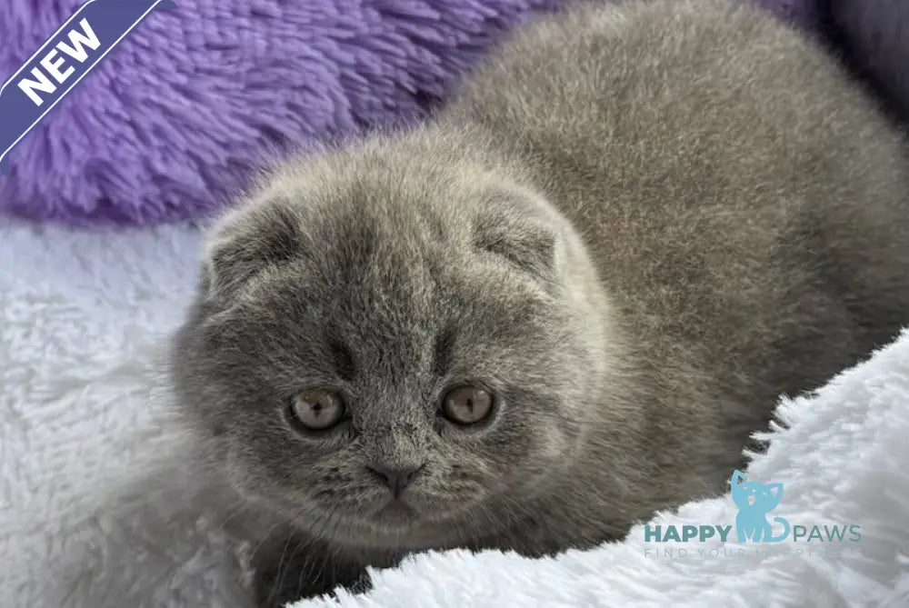 Taisia Scottish Fold female blue live animals