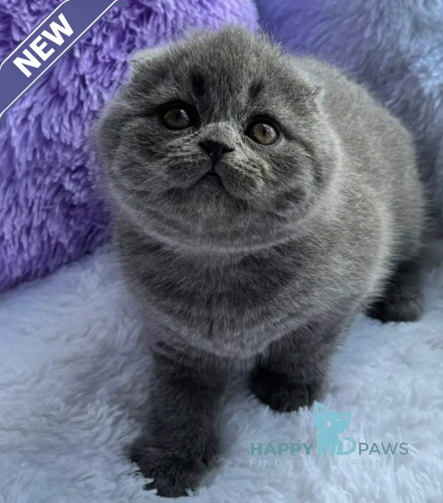 Taisia Scottish Fold female blue live animals