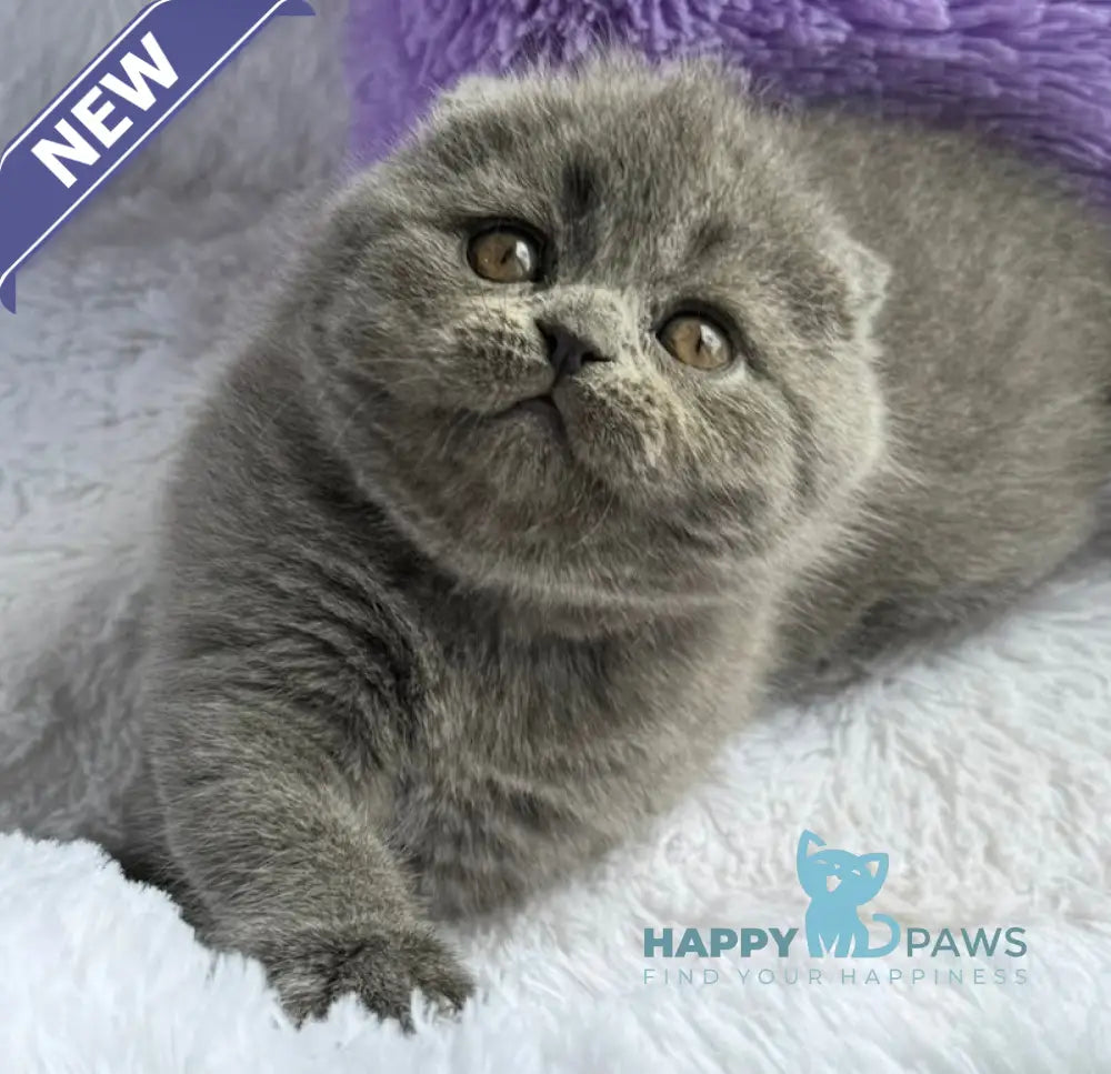 Taisia Scottish Fold female blue live animals