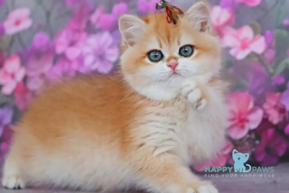 Taisiya British Shorthair female black golden chinchilla - live animals