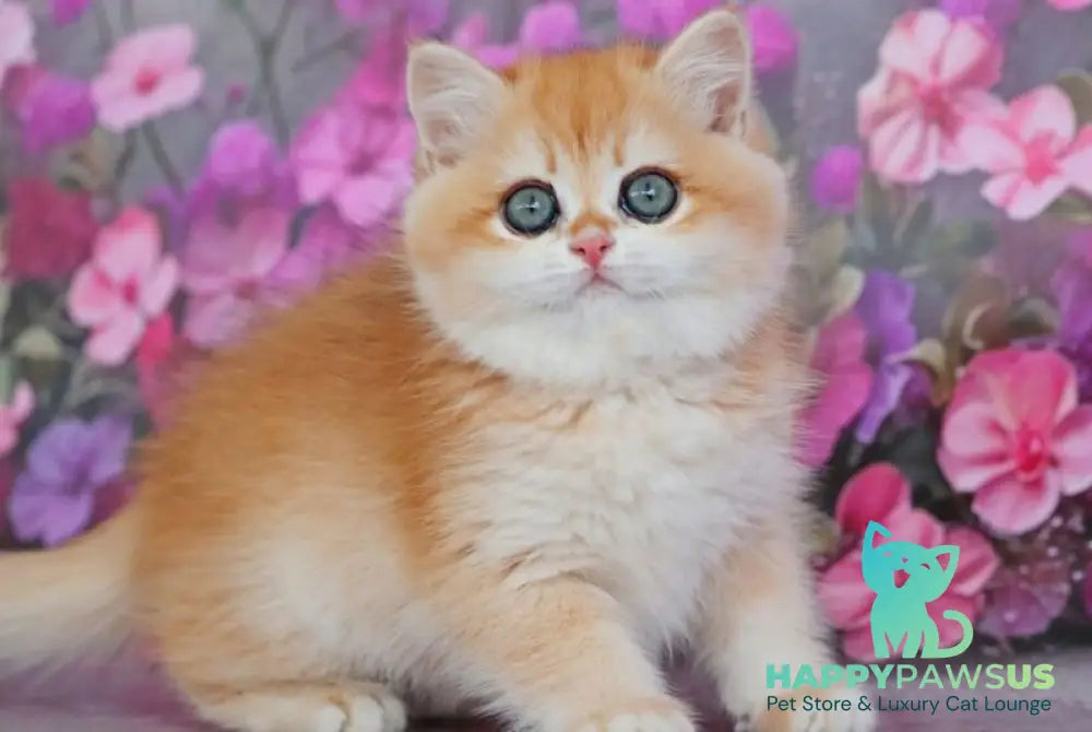 Taisiya British Shorthair female black golden chinchilla - live animals