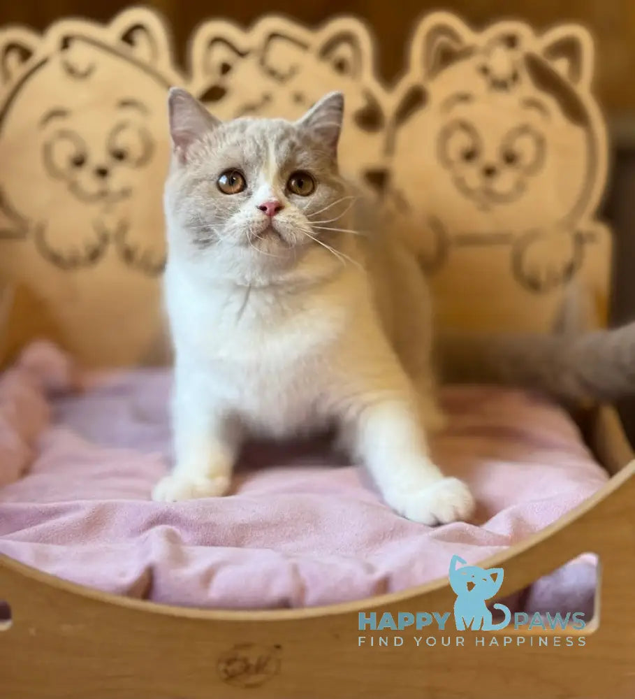 Taisiya British Shorthair female fawn bicolour live animals