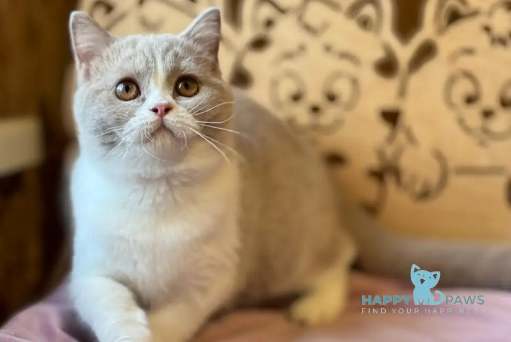Taisiya British Shorthair female fawn bicolour live animals