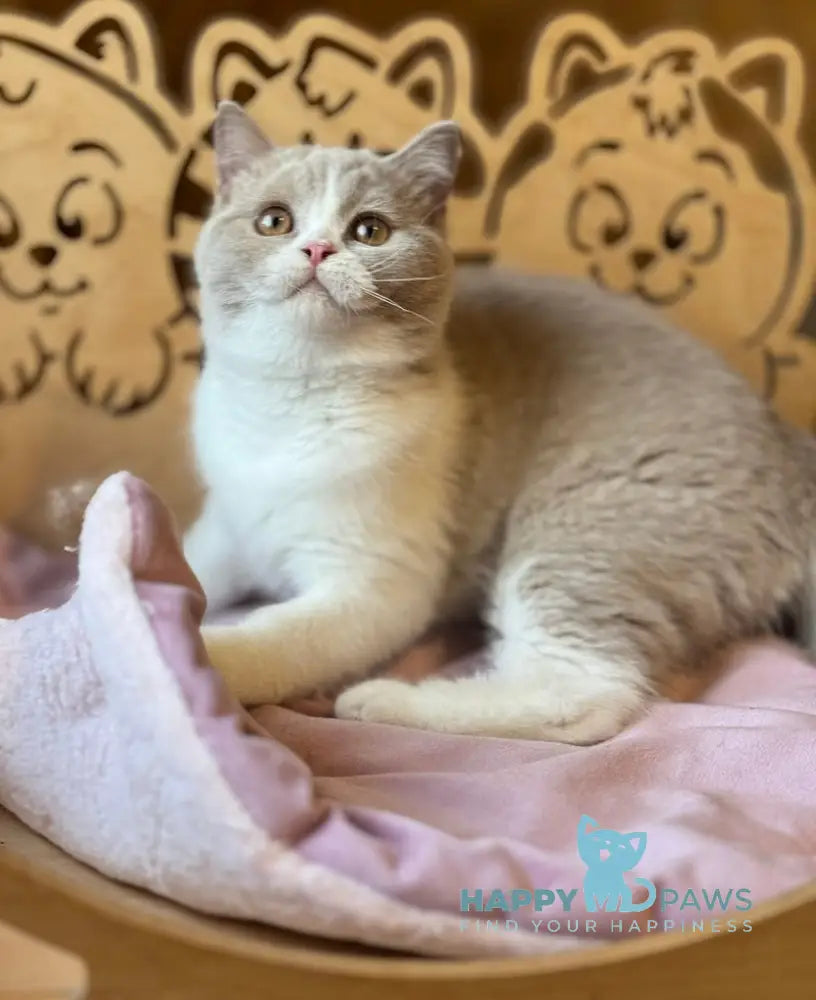 Taisiya British Shorthair female fawn bicolour live animals