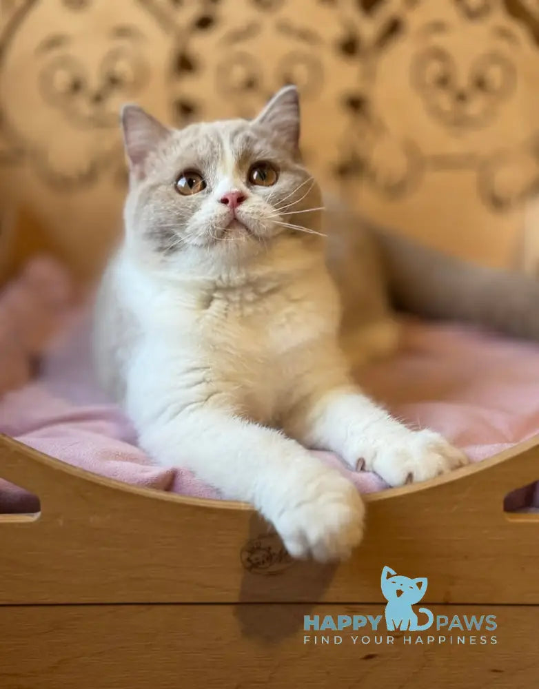 Taisiya British Shorthair female fawn bicolour live animals