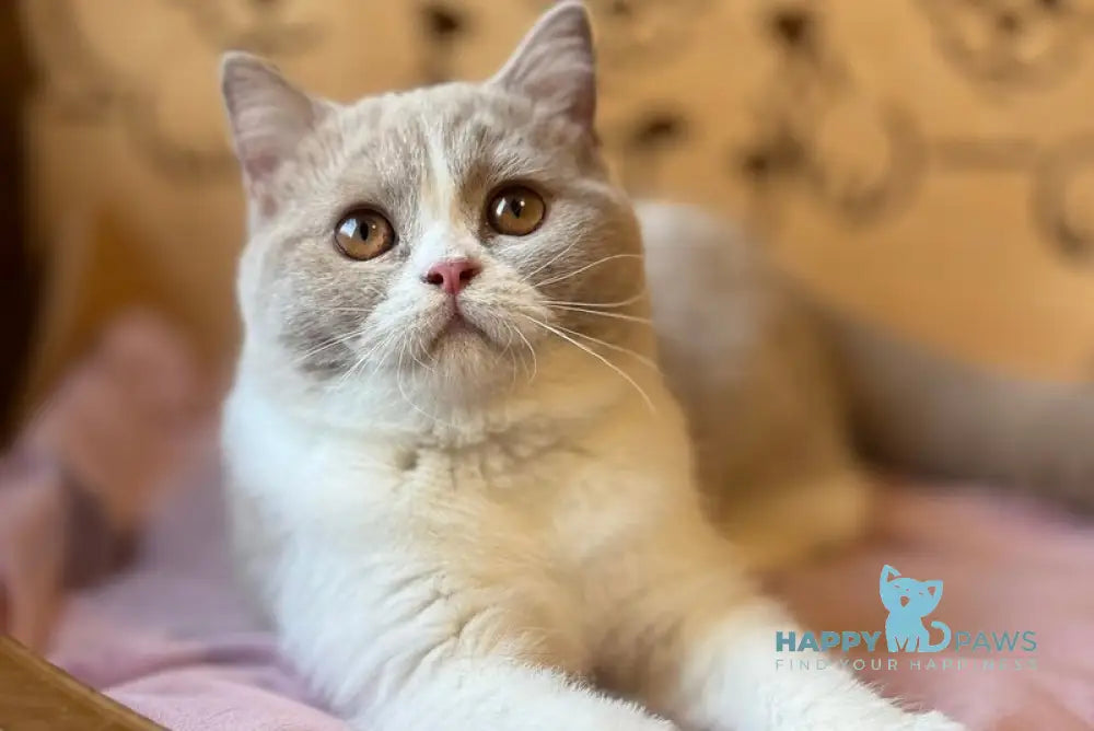 Taisiya British Shorthair female fawn bicolour live animals