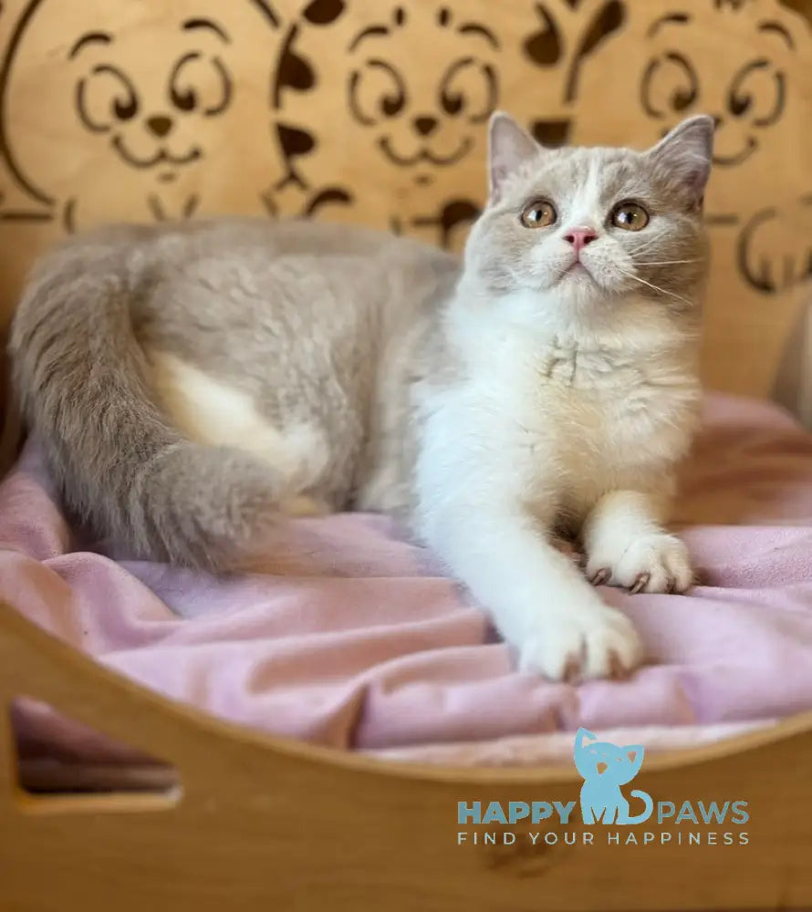 Taisiya British Shorthair female fawn bicolour live animals