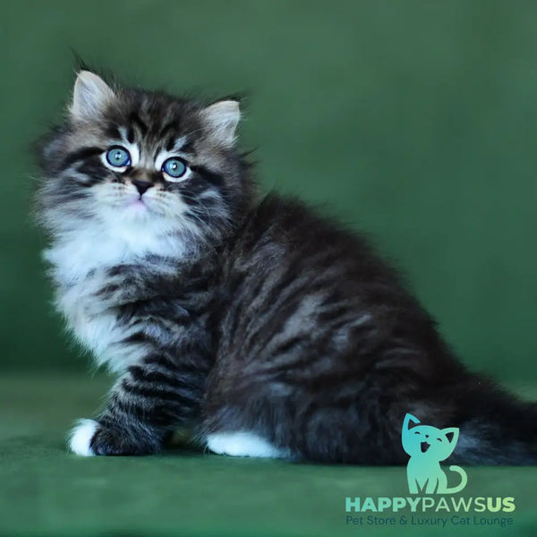Taisiya Siberian female black spotted tabby with white - live animals