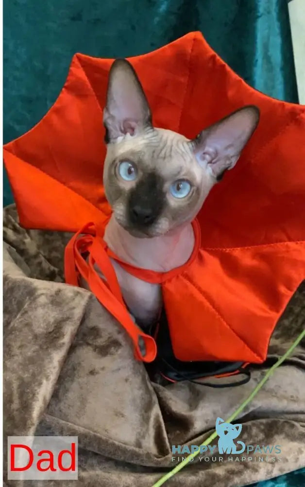 Taison Dwelf male black live animals