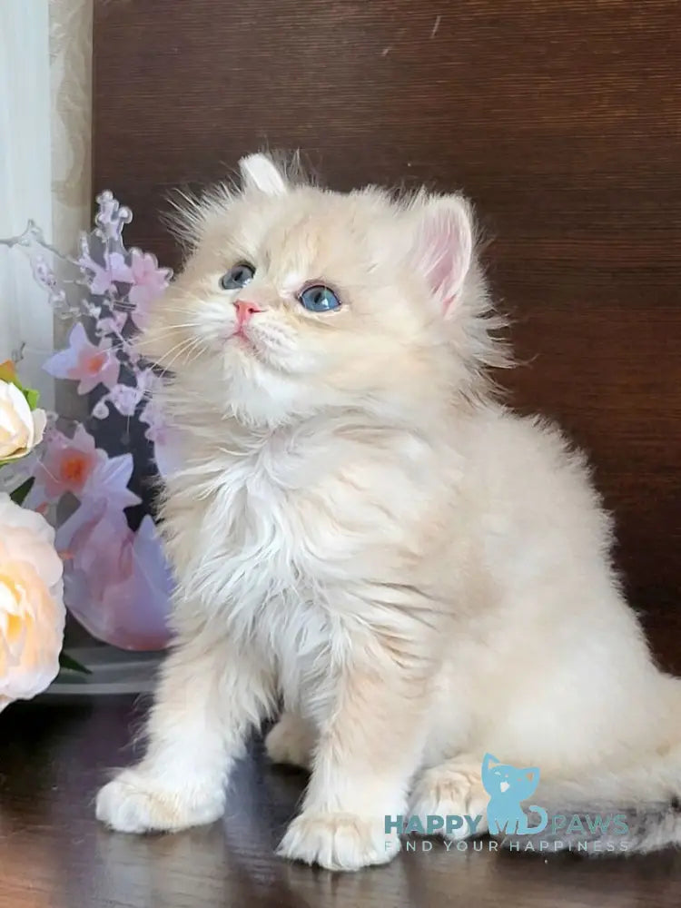 Taja British Longhair female blue golden shaded live animals