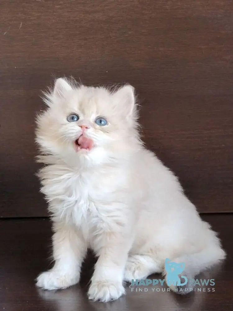 Taja British Longhair female blue golden shaded live animals