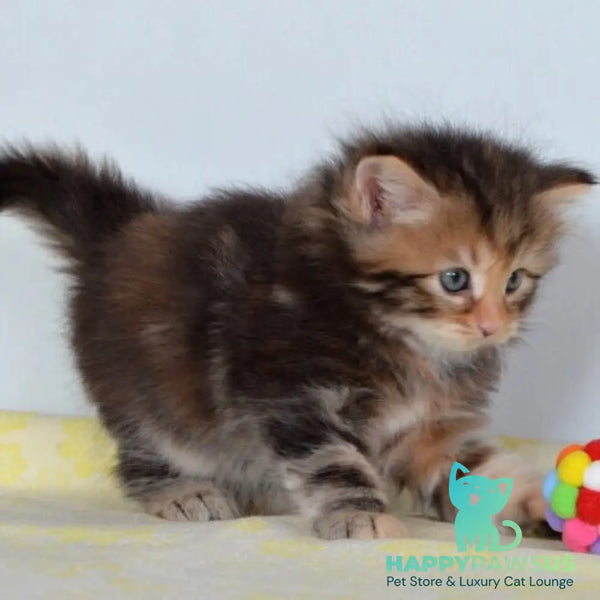 Talia Siberian female black tortie tabby - live animals