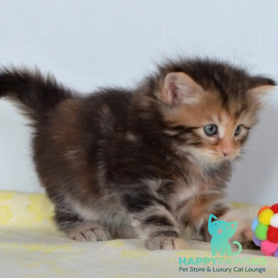 Talia Siberian female black tortie tabby - live animals