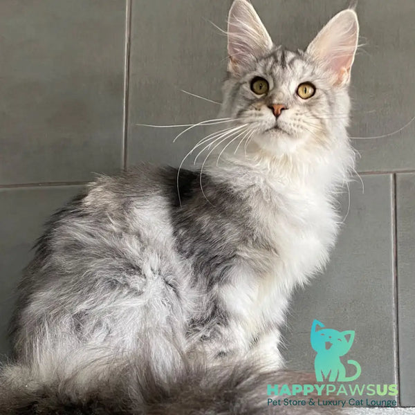 Talinis Maine Coon male black silver tabby - live animals