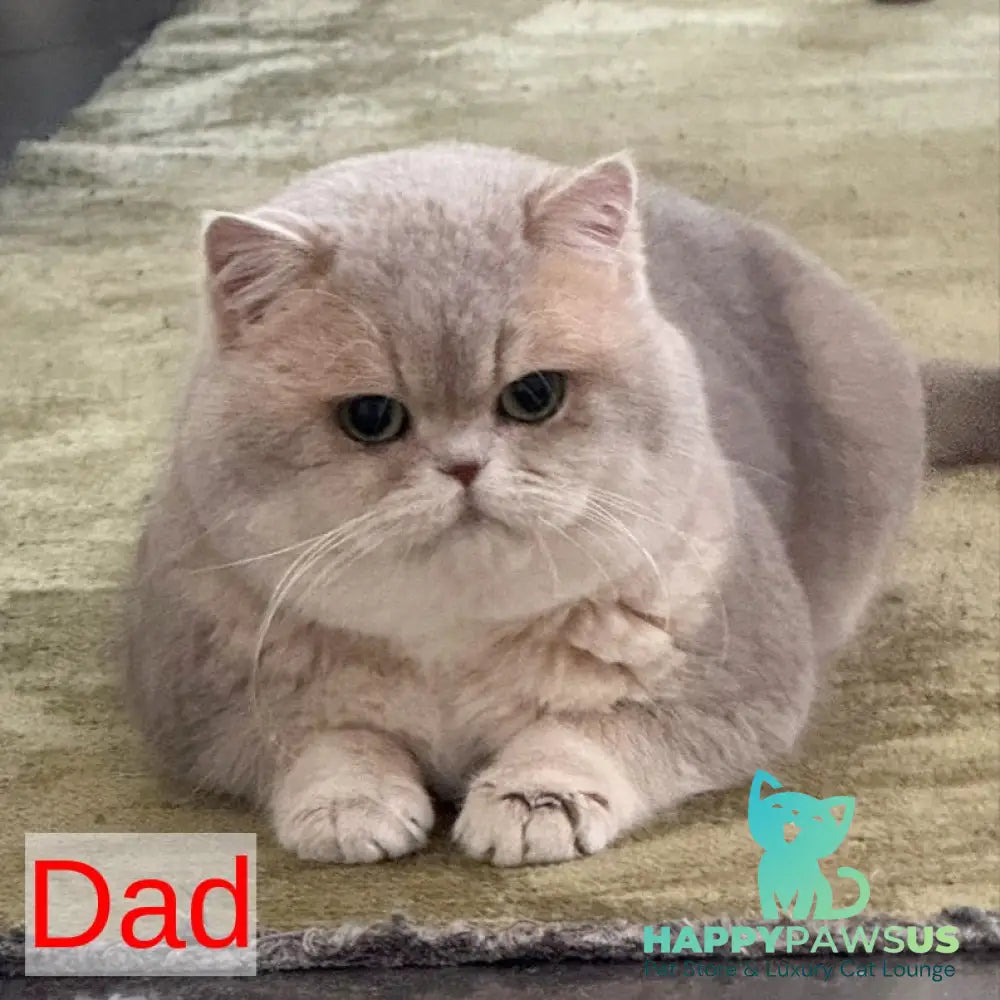 Talisman British Longhair male blue golden chinchilla pointed - live animals
