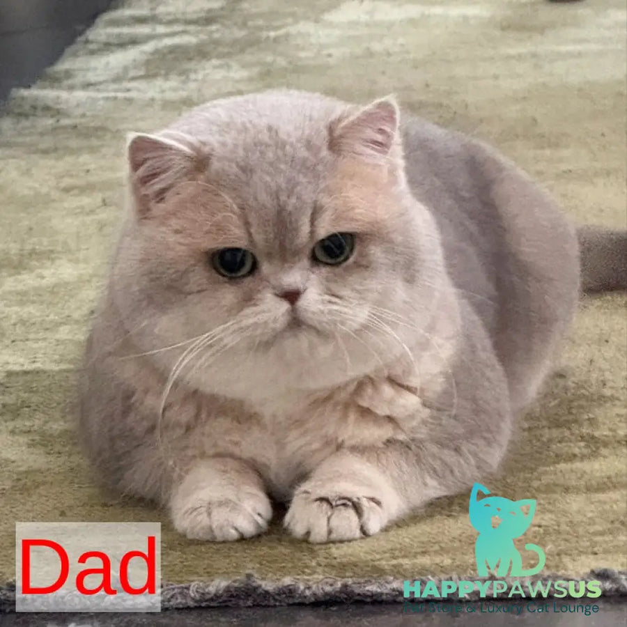 Talisman British Longhair male blue golden chinchilla pointed - live animals