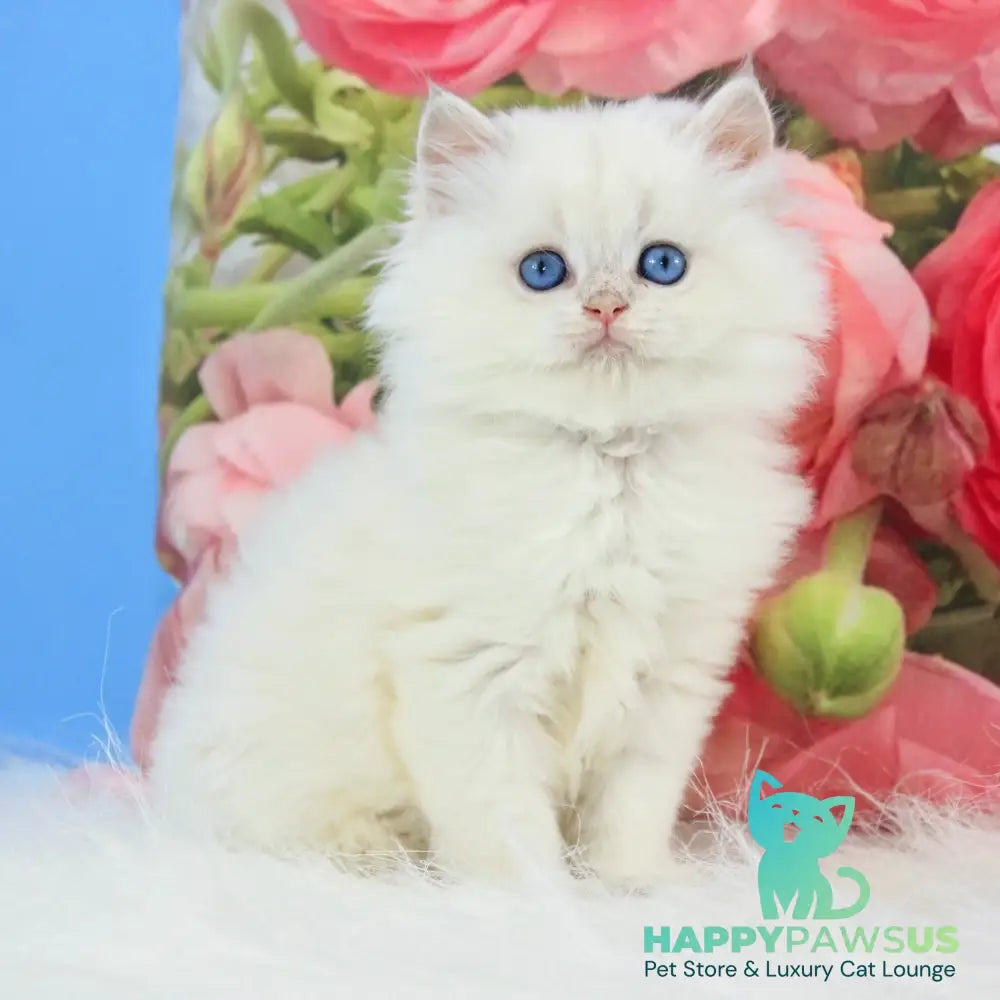 Talisman British Longhair male blue golden chinchilla pointed - live animals
