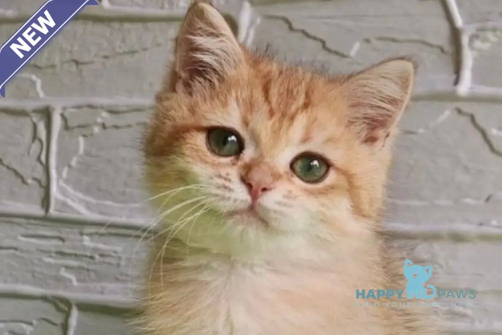 Talisman British Shorthair male black silver shaded live animals