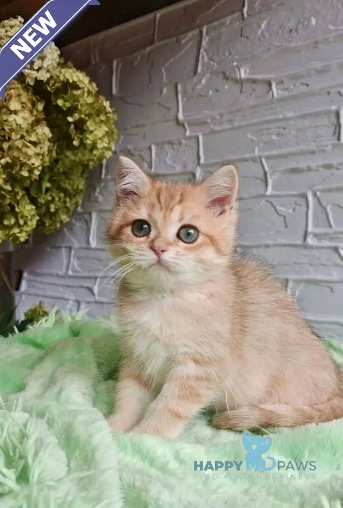 Talisman British Shorthair male black silver shaded live animals