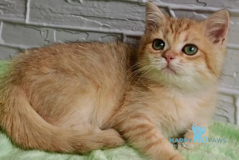 Talisman British Shorthair male black silver shaded live animals