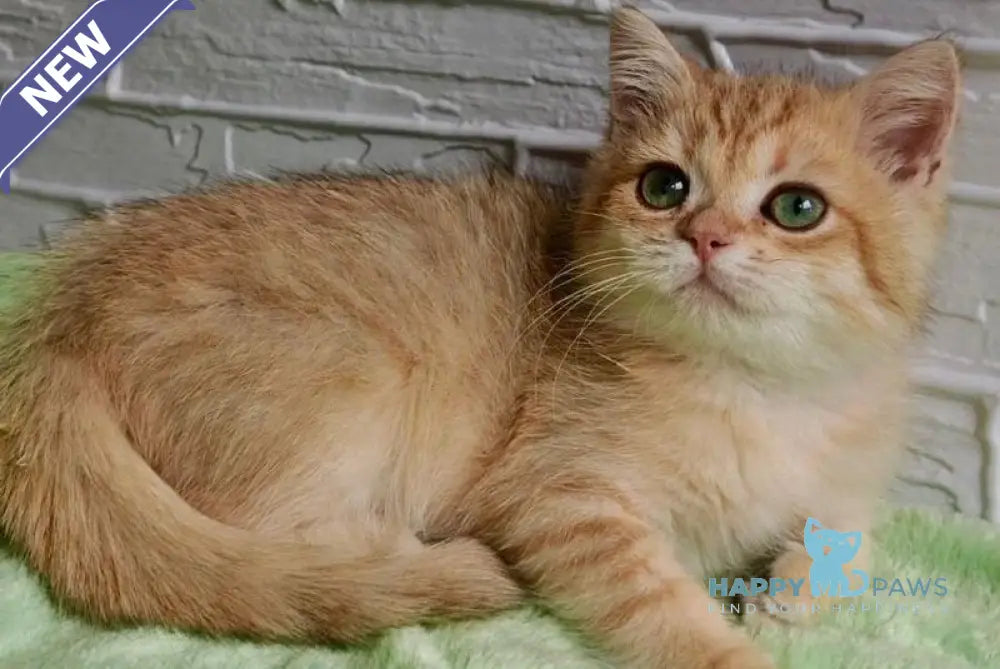 Talisman British Shorthair male black silver shaded live animals