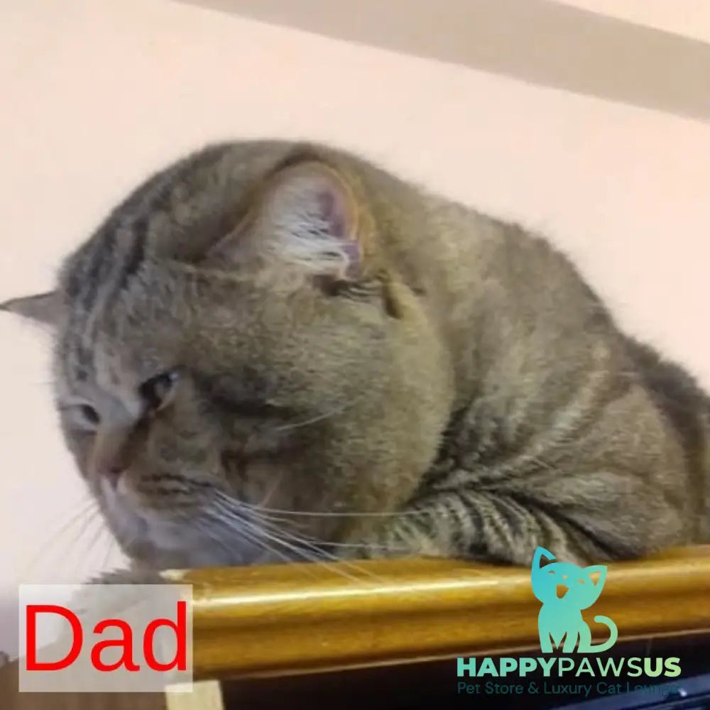 Talisman British Shorthair male chocolate tabby - live animals