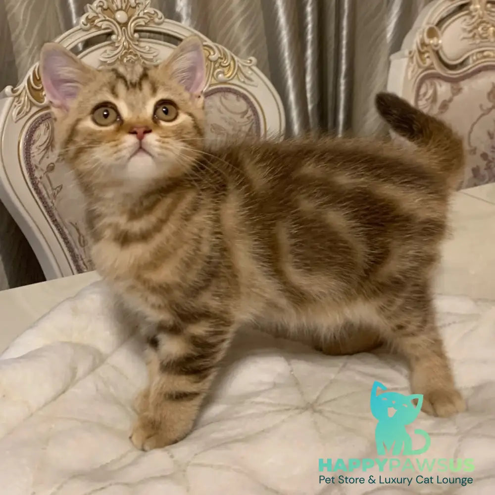 Talisman British Shorthair male chocolate tabby - live animals