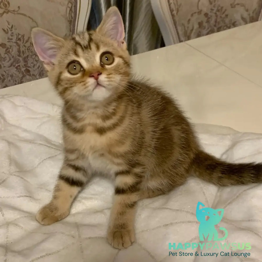 Talisman British Shorthair male chocolate tabby - live animals