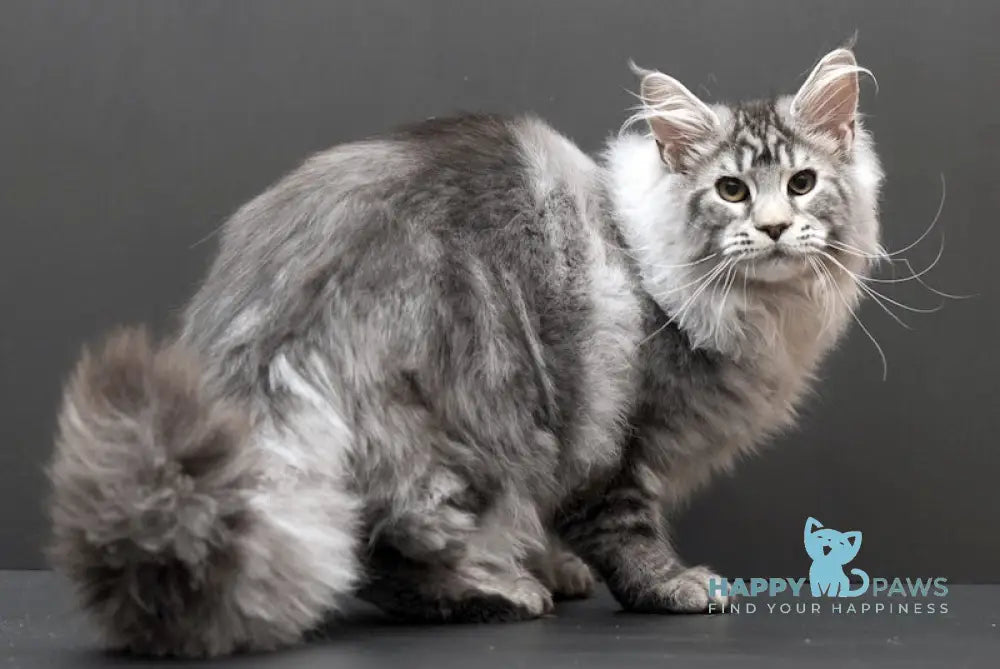 Talisman Maine Coon male black silver ticked tabby live animals
