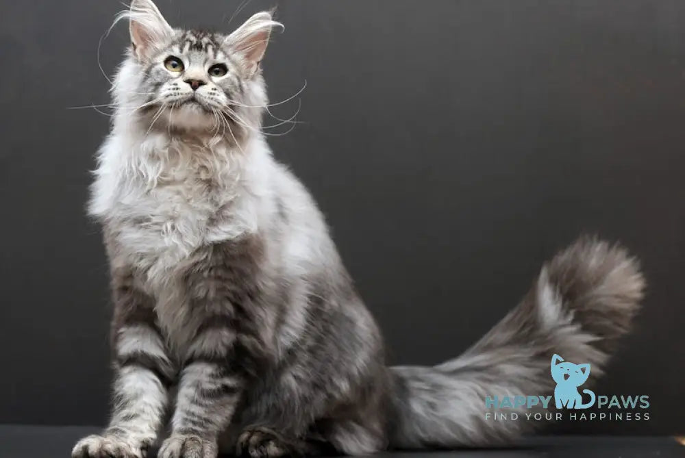 Talisman Maine Coon male black silver ticked tabby live animals
