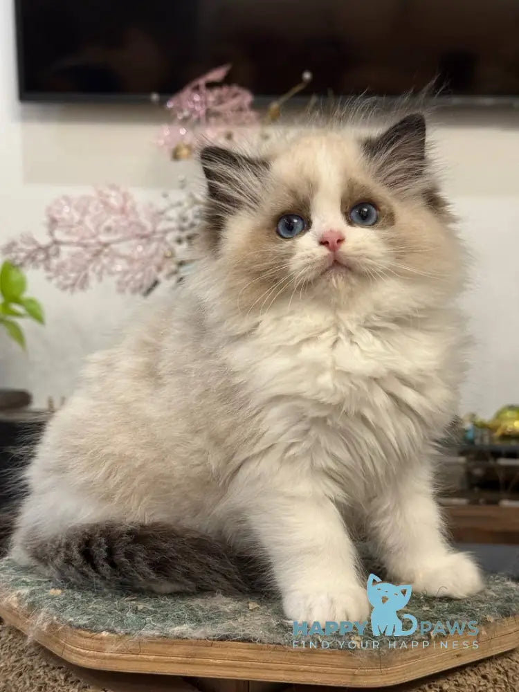 Talisman Ragdoll female black bicolour live animals