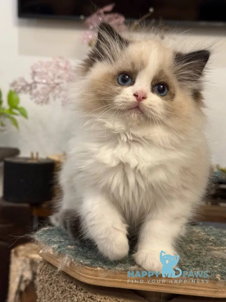 Talisman Ragdoll female black bicolour live animals