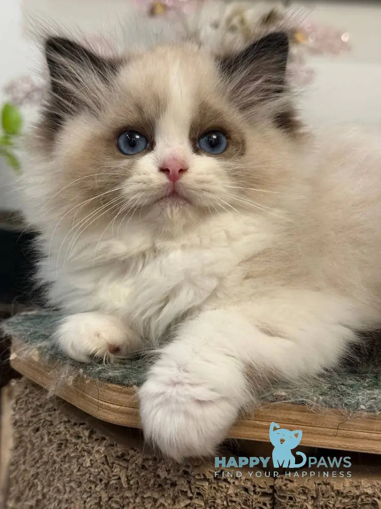 Talisman Ragdoll female black bicolour live animals