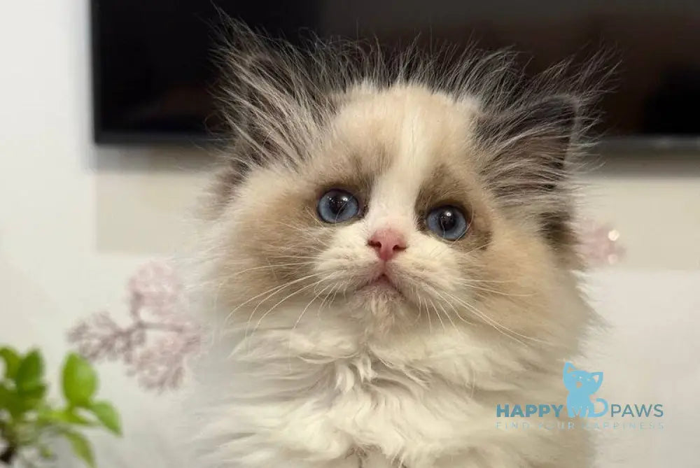 Talisman Ragdoll female black bicolour live animals