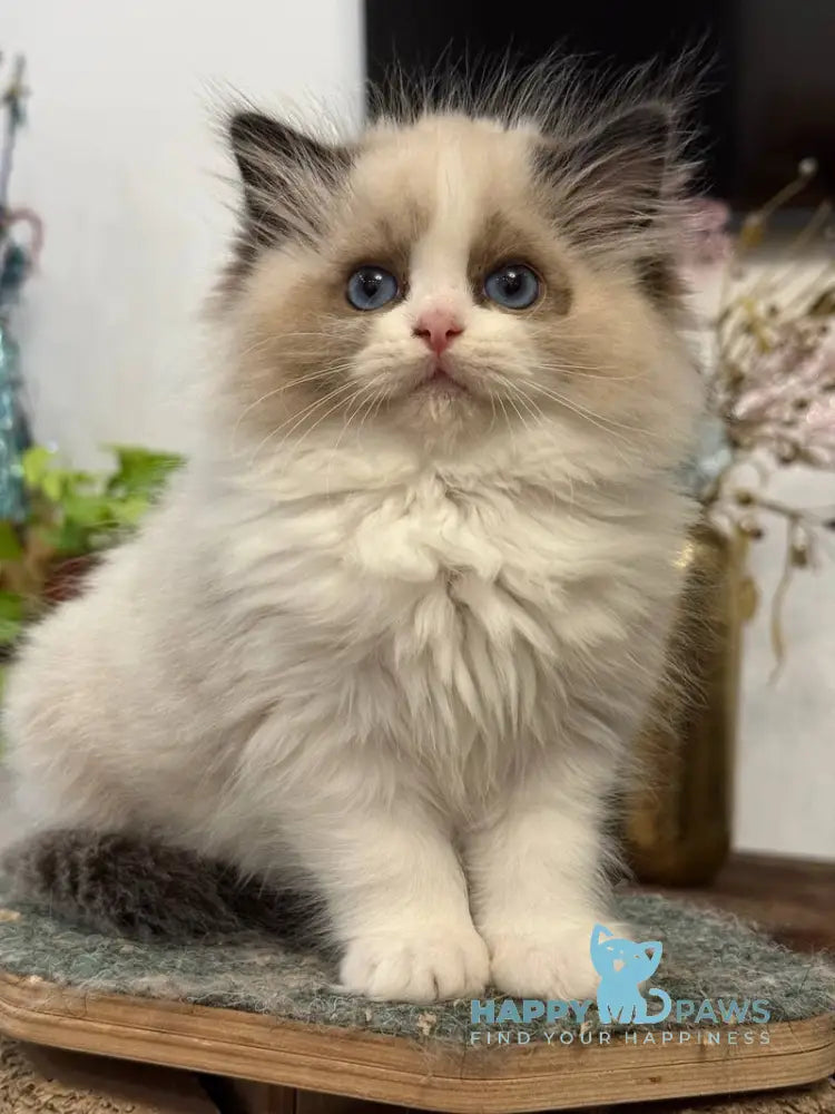 Talisman Ragdoll female black bicolour live animals