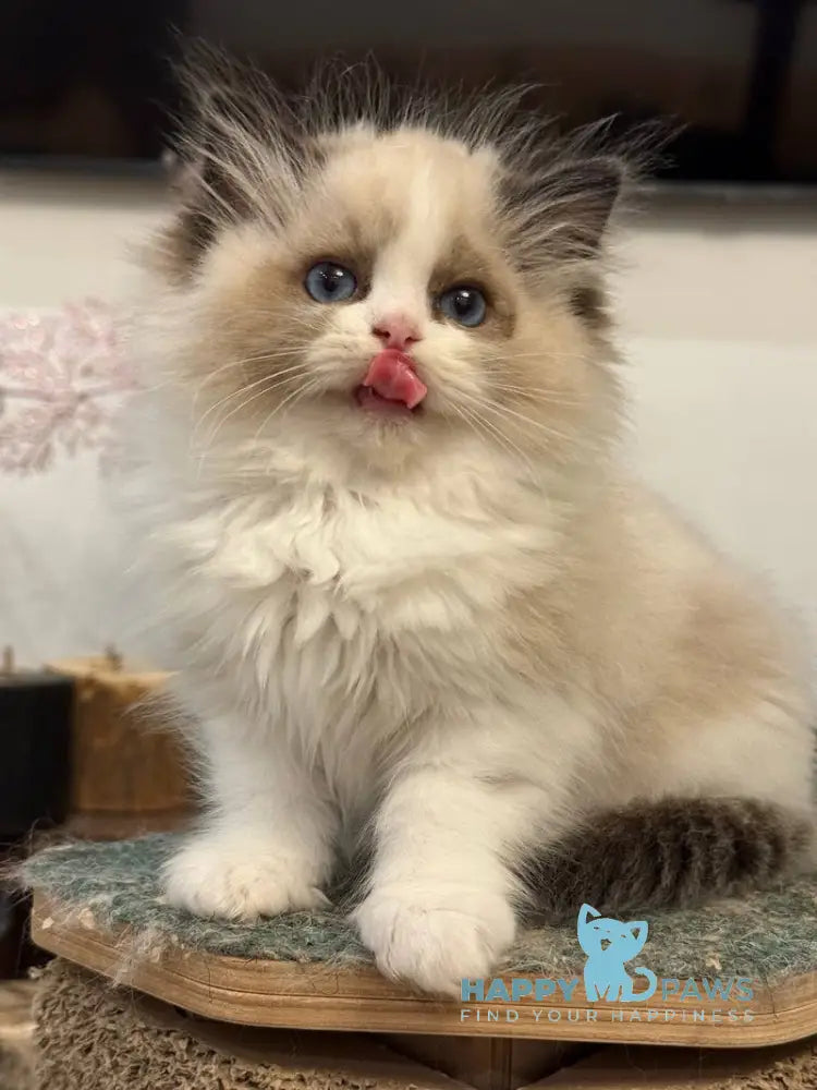 Talisman Ragdoll female black bicolour live animals