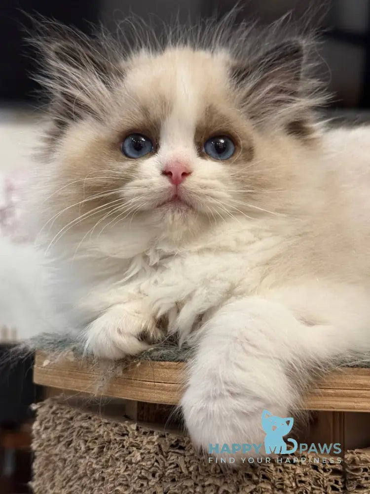 Talisman Ragdoll female black bicolour live animals