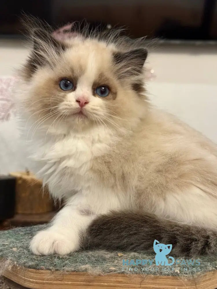 Talisman Ragdoll female black bicolour live animals
