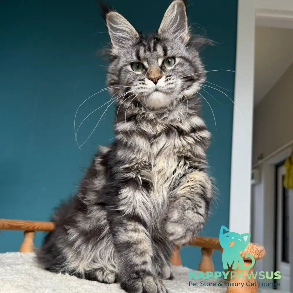 Tamagochi Maine Coon female black tabby - live animals