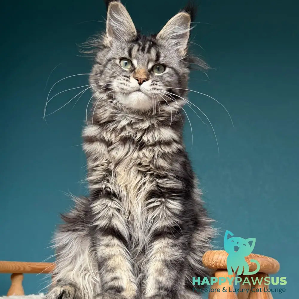 Tamagochi Maine Coon female black tabby - live animals