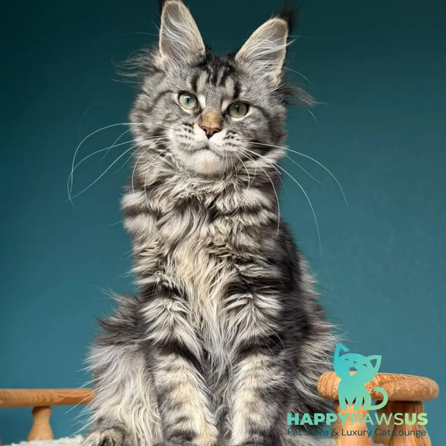 Tamagochi Maine Coon female black tabby - live animals