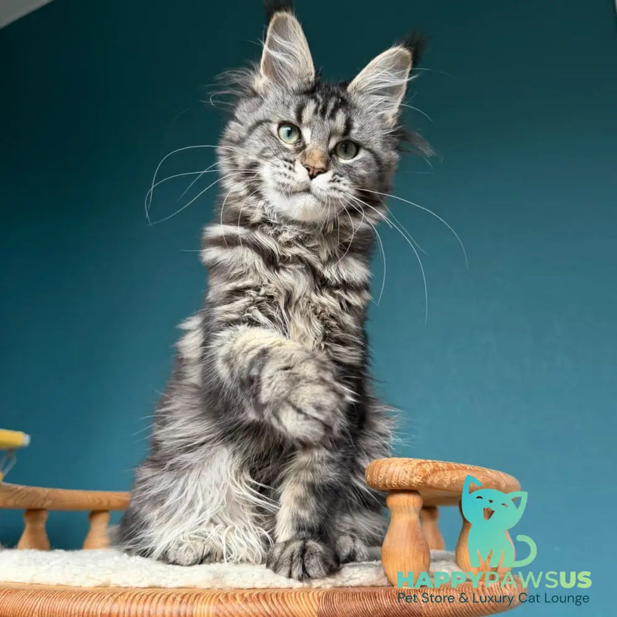 Tamagochi Maine Coon female black tabby - live animals