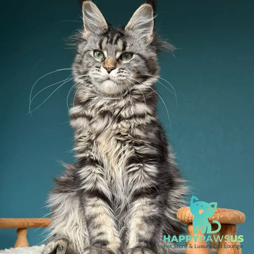Tamagochi Maine Coon female black tabby - live animals