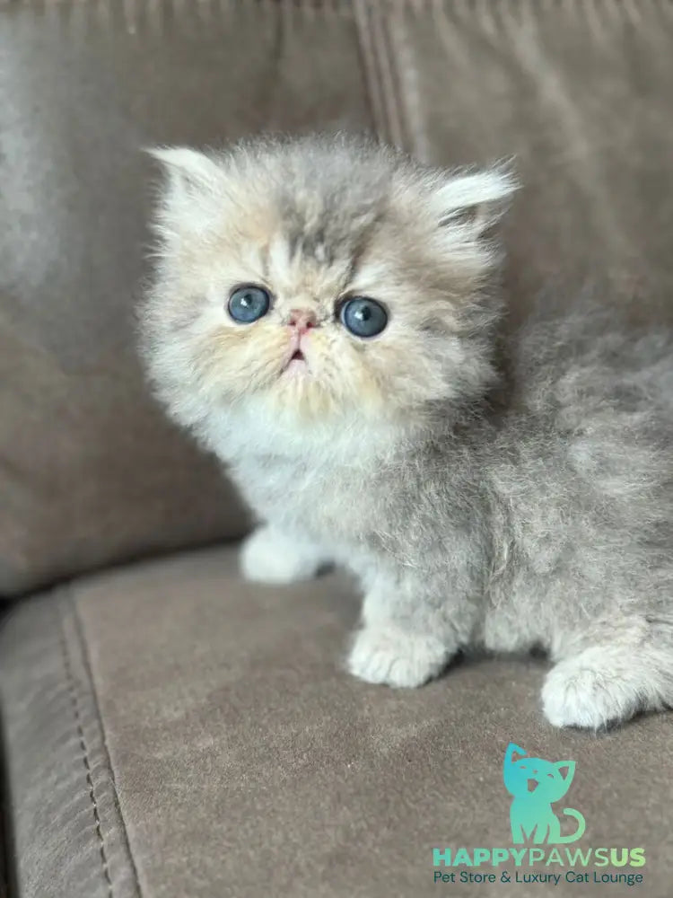 Tamara Persian female blue tortie silver tabby - live animals