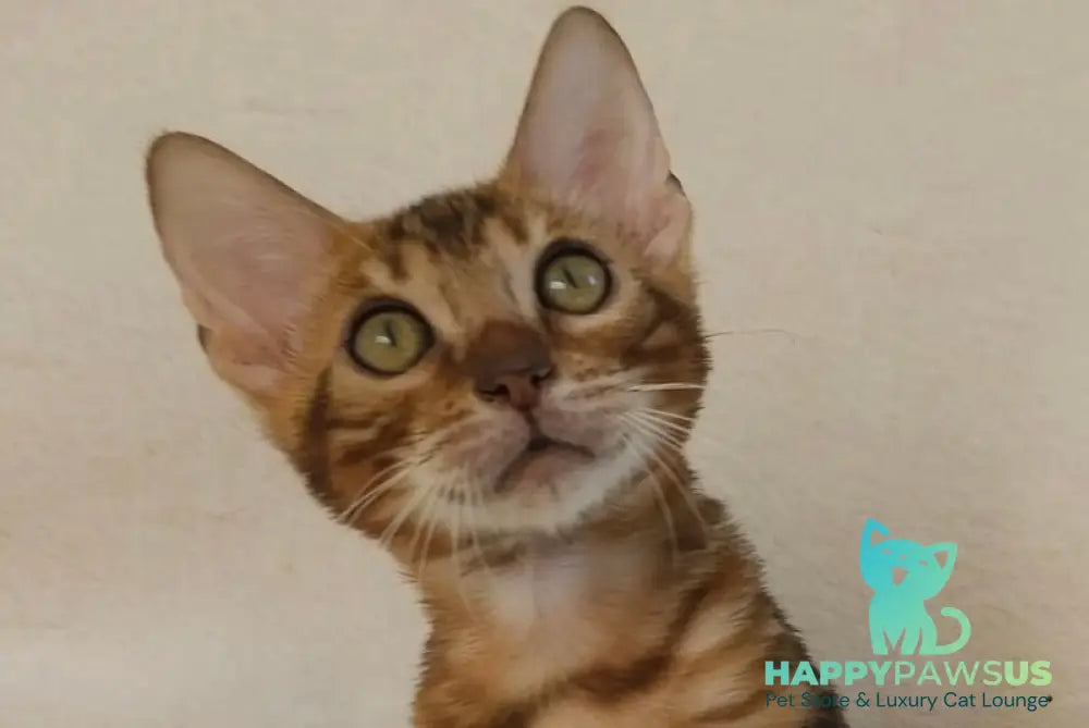 Тamerlan Bengal male black spotted tabby - live animals